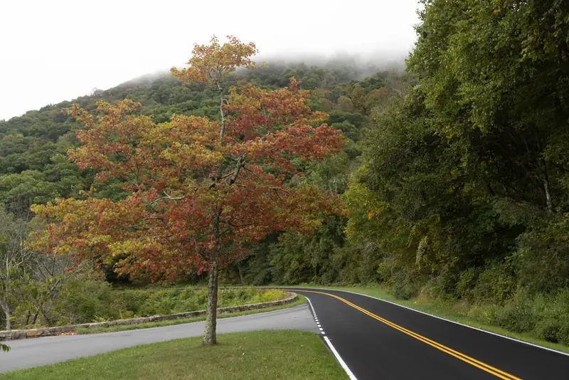Fall color at Swift Run Overlook in Shenandoah National Park.
