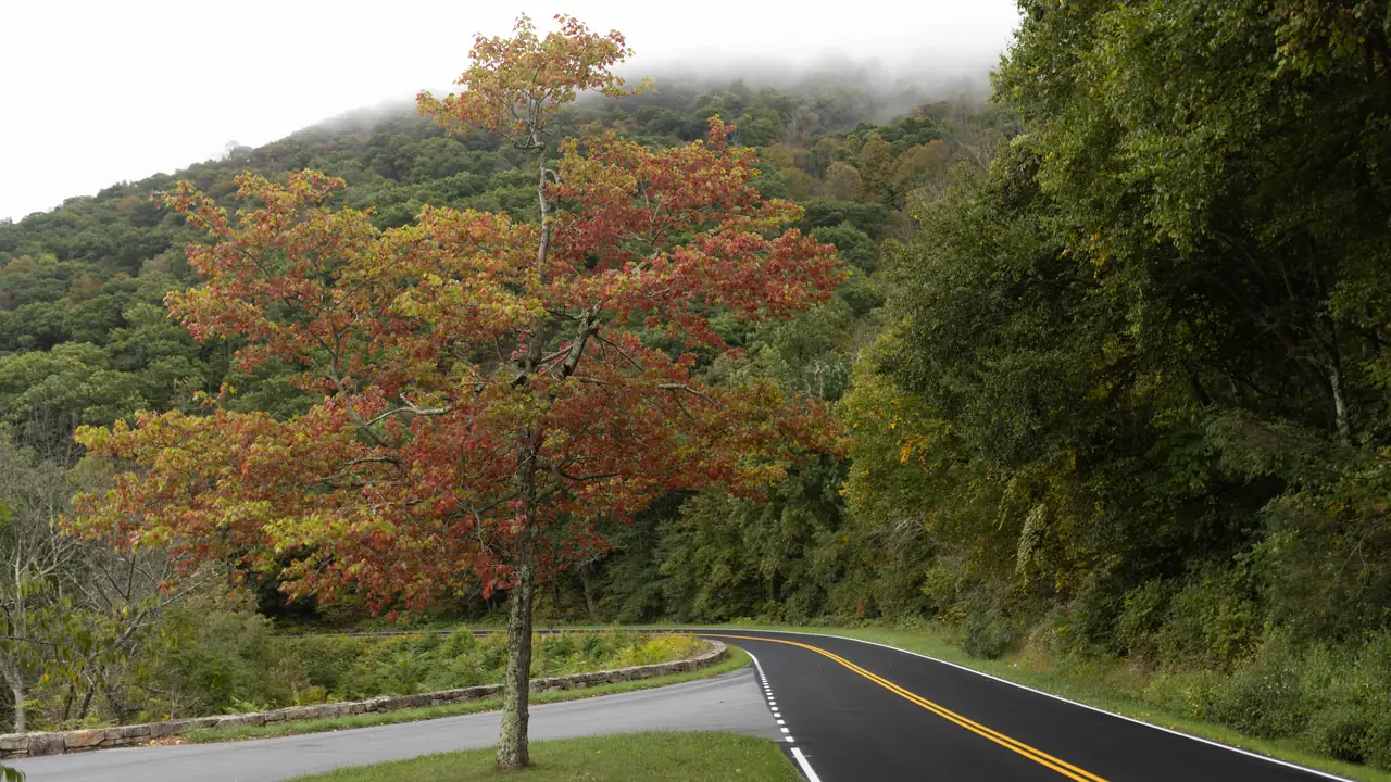 Fall color at Swift Run Overlook in Shenandoah National Park.